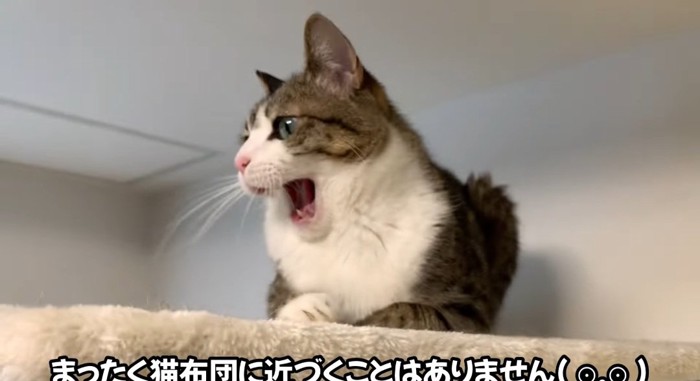 あくびをする猫