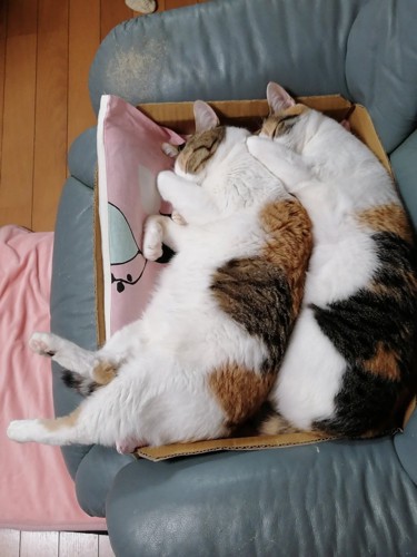 三毛猫姉妹のシンクロ寝