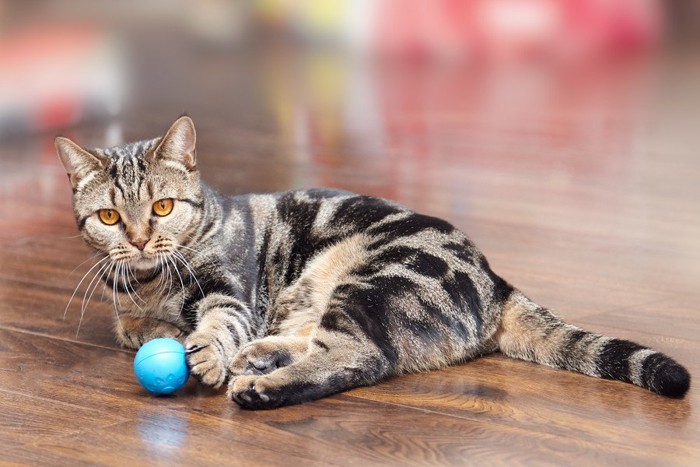 おもちゃで遊ぶ猫