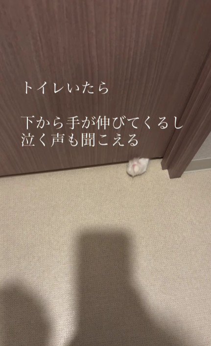 ドアの下から手を出す猫