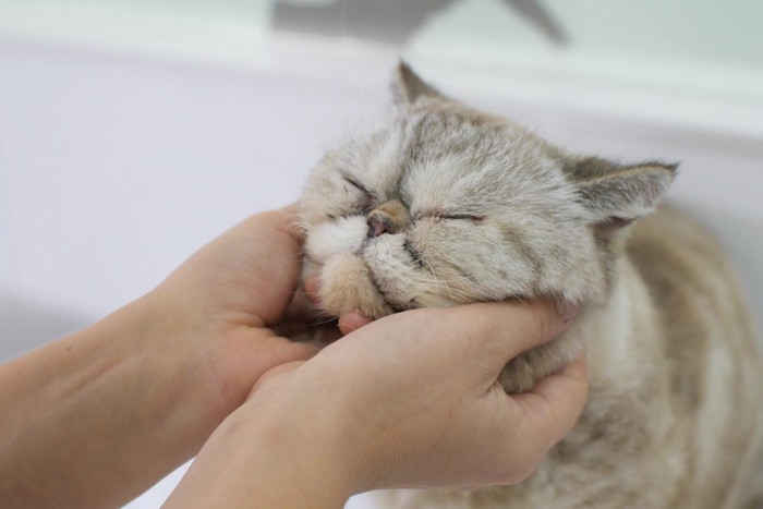 気持ちよさそうに撫でられる猫