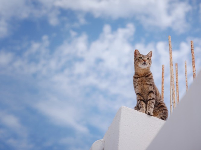 白い建物の上にいる猫