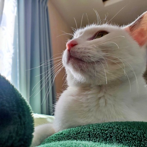 下から見た上を向く猫の顔