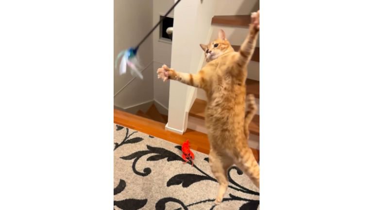 遊んでいる猫