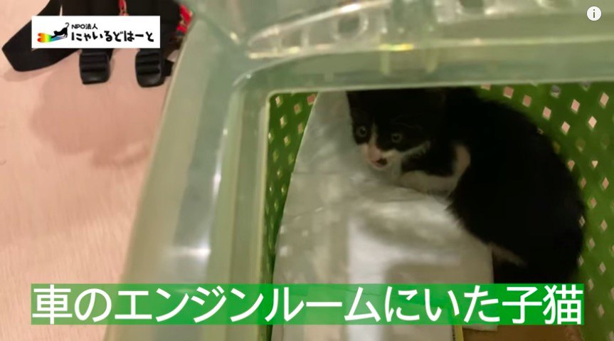 保護された子猫