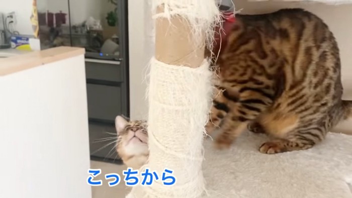 左下から顔を出す猫