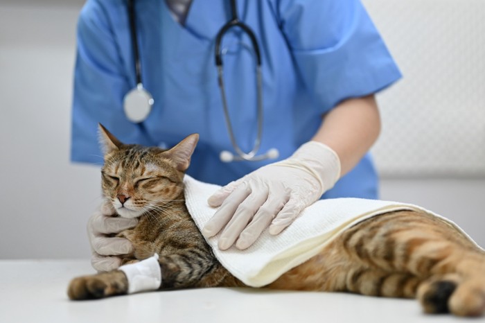 獣医師の診察を受ける猫