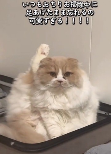 手を挙げているように見える猫