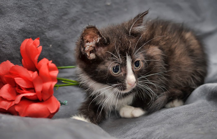 花と靴下柄の子猫