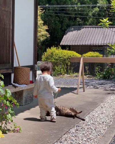 寝転がる猫