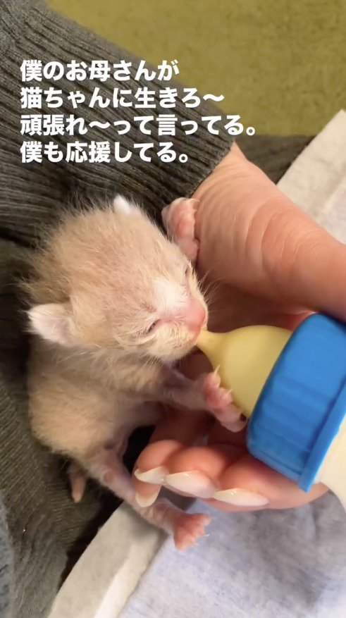 哺乳瓶で子猫にミルクを飲ませる飼い主