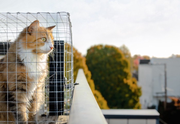 キャティオから外の景色をながめる猫