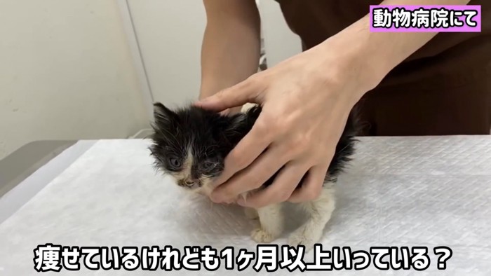 診察台の猫