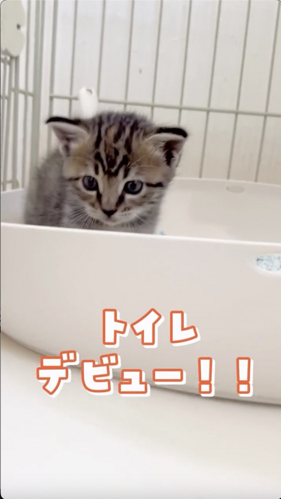 トイレデビューする猫