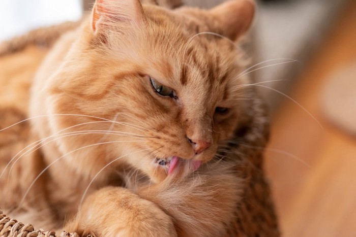 毛繕いする茶トラ猫