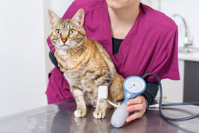 見つめあう女性と猫