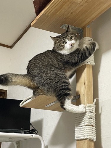 キャットタワーにしがみつくキジ白猫