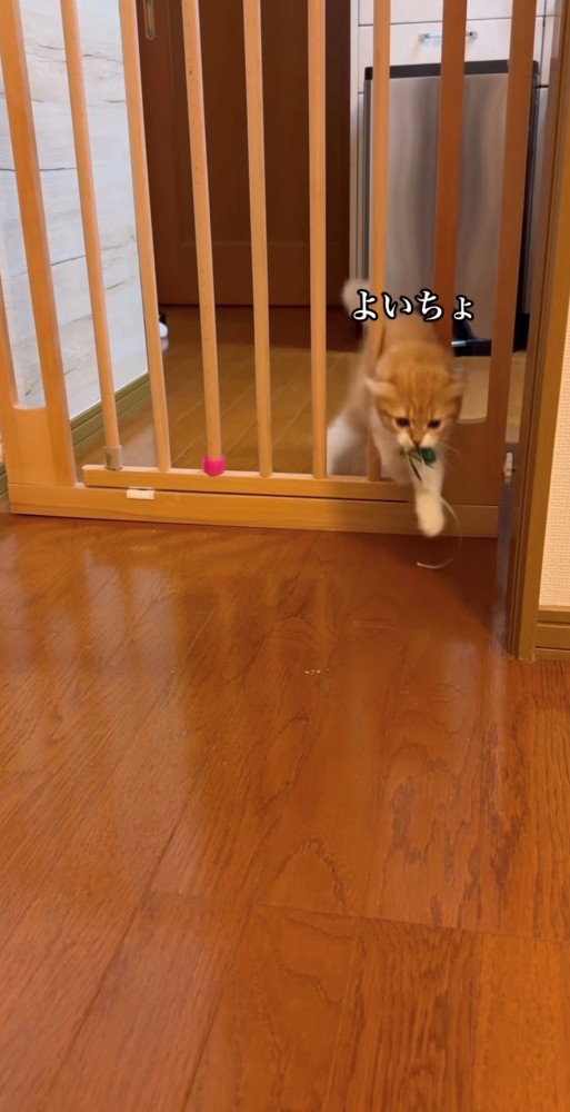 戻ってきたスコティッシュフォールド