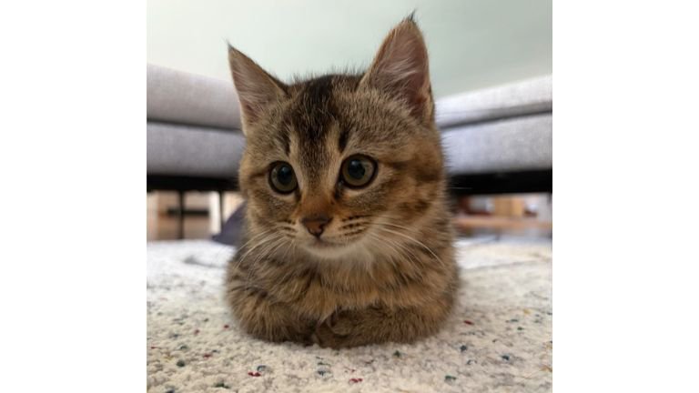 お手手ないないしている猫