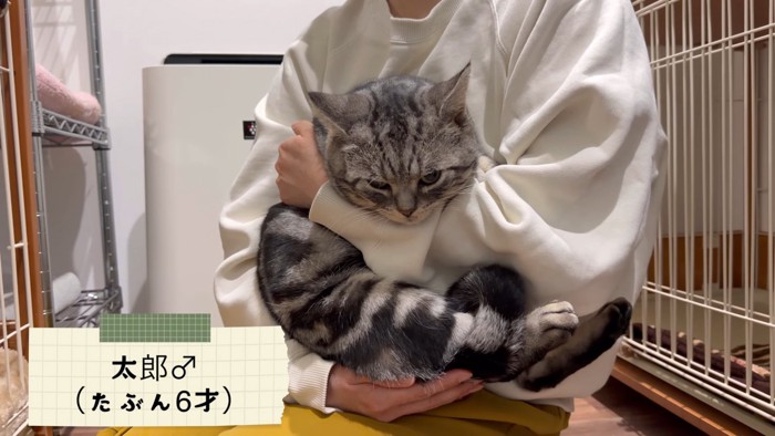 抱っこされる猫