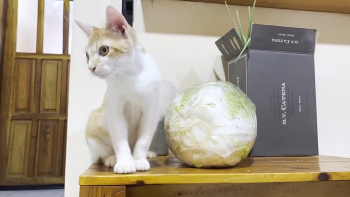 テーブルの上の猫