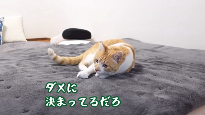 布団の上にいる猫