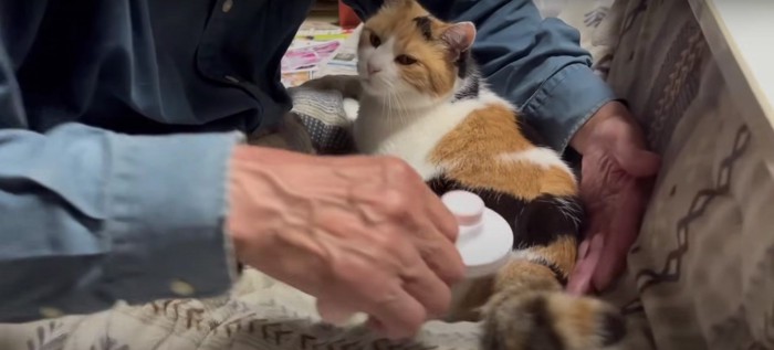 ブラッシングをしてもらう猫