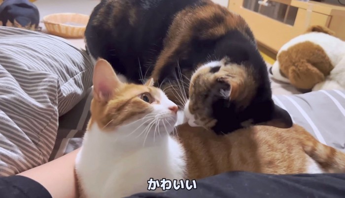 飼い主さんと仲良くおやすみ