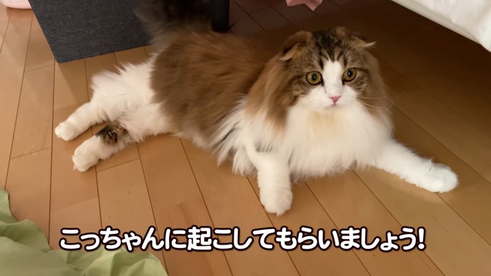 床に寝そべる猫