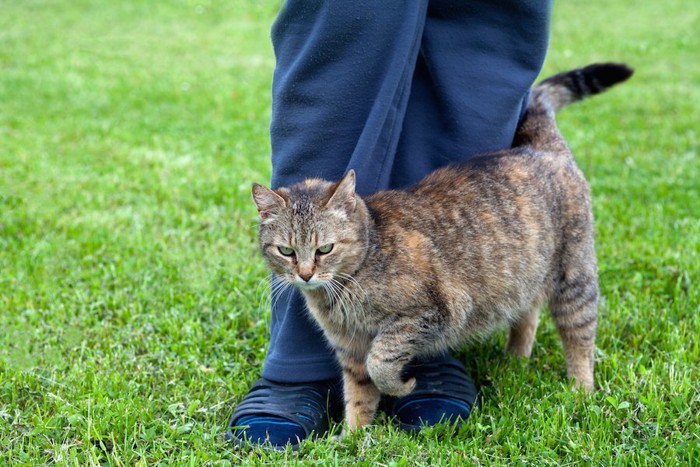 芝生の上で飼い主の足に絡みつく猫