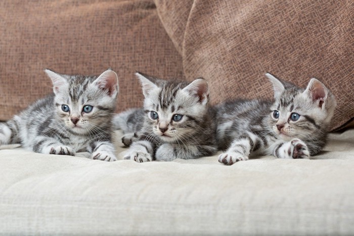 ソファーでくつろぐ猫の3兄弟