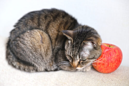 猫とりんご
