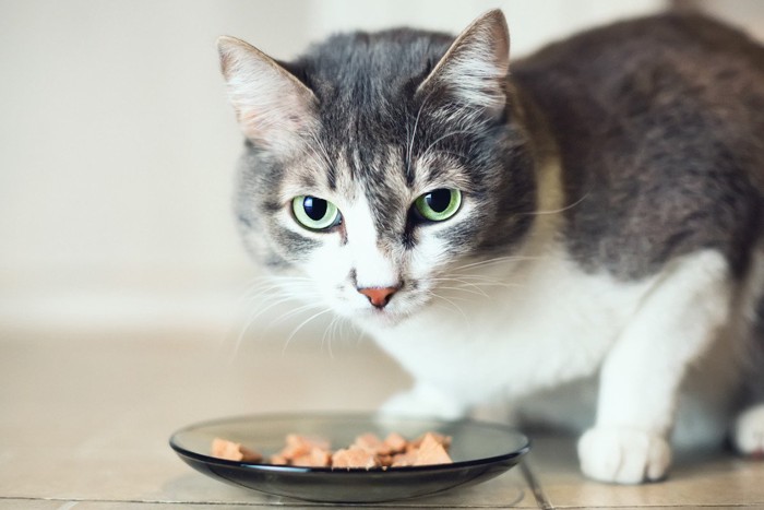 食べる猫