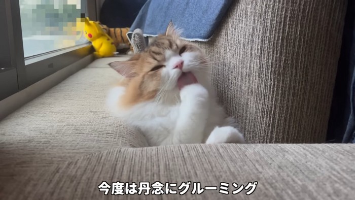 前足をなめる猫