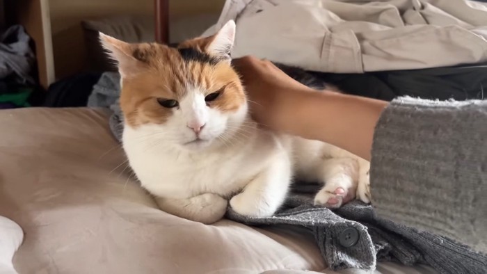 耳がピン