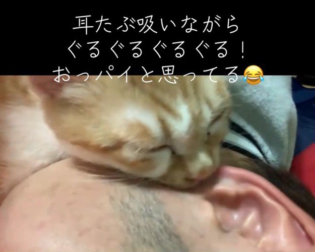 人の顔に顔を近づける子猫