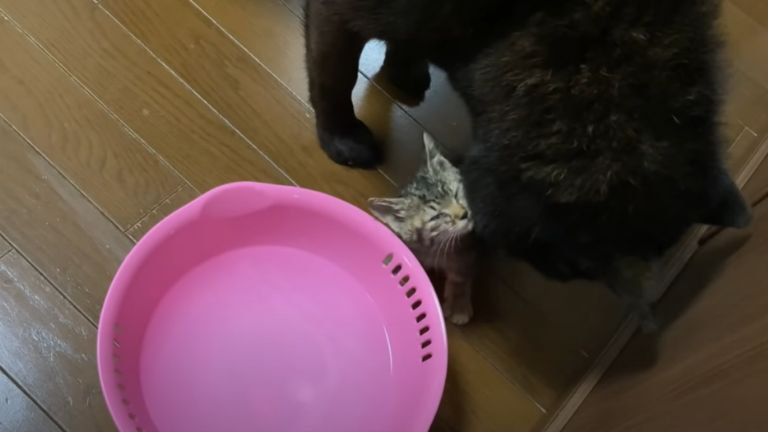 子猫を舐める犬