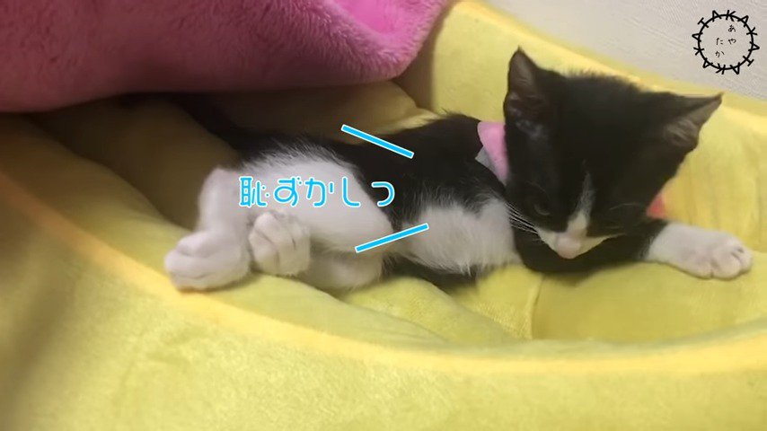 鳴き声を上げるラッキーくん