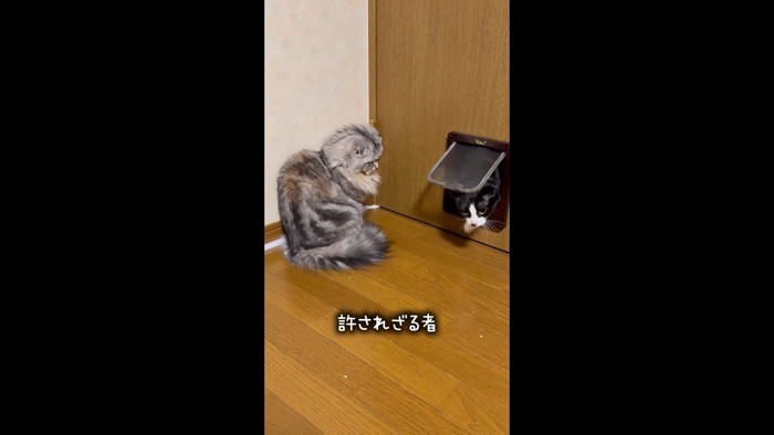 顔を出したあずきちゃん