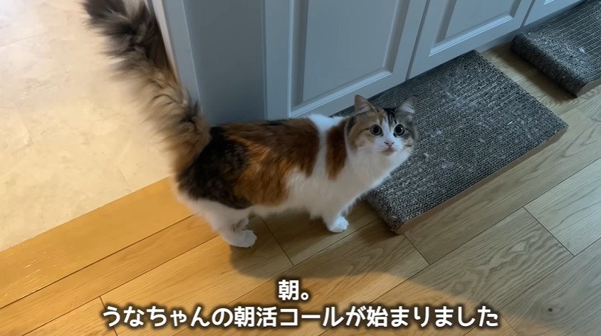 飼い主を見つめる猫