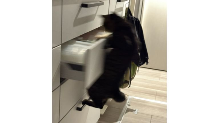 猫と引き出し