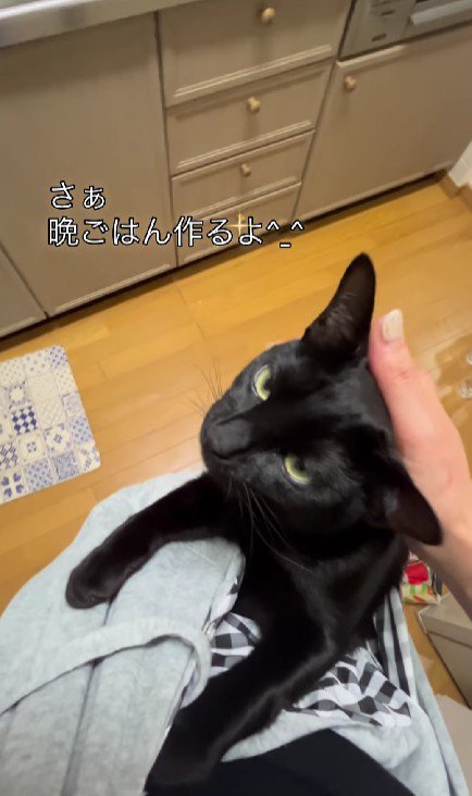 抱っこ紐に入った猫