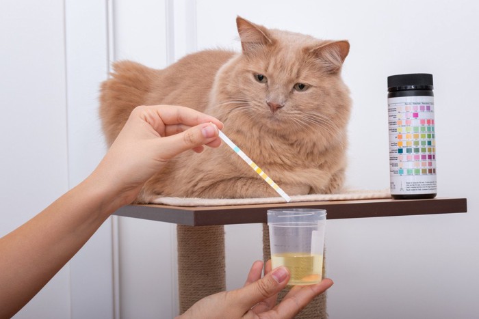 猫の尿検査キット