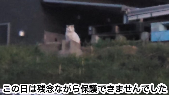 遠くにいる座っている猫