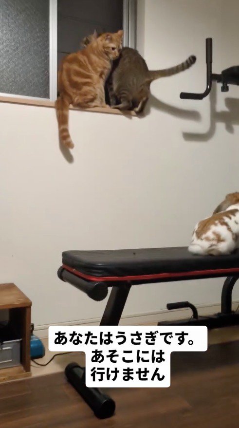 窓の近くに飛び乗るキジトラ猫