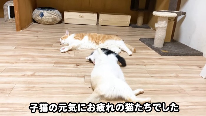 横になる猫たち