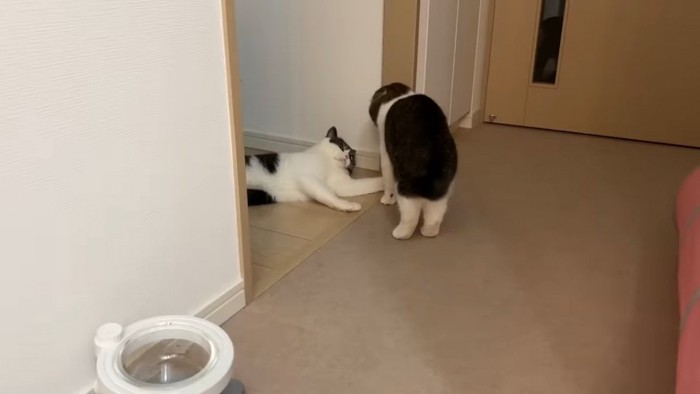 横になる猫と立っている猫