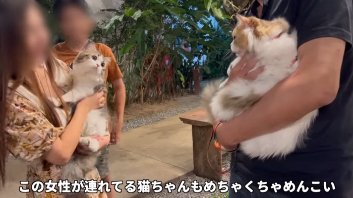 抱っこされている猫