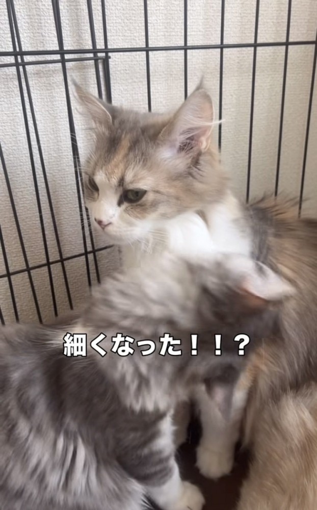 ママ猫の首をグルーミングする子猫