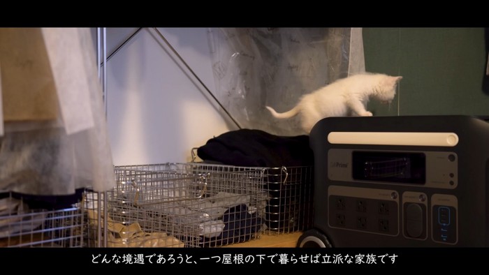 探検する子猫